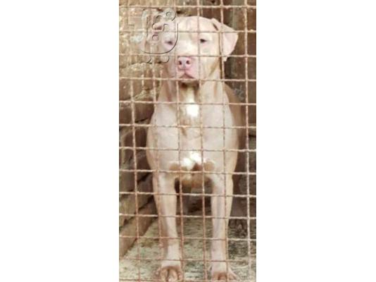 Κουτάβια Bluenose Pitbull